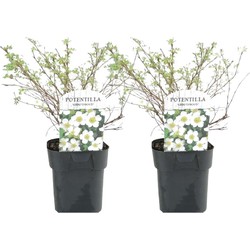 Potentilla ganzerik 'Abbotswood' - Set van 2 - Pot 17cm - 20-30cm