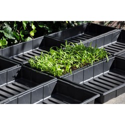 Seed tray 37,5 x 23 x 6 cm - set a 12 - Royal Well