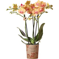 Kolibri Orchids | oranje Phalaenopsis orchidee potmaat Ø9cm | Jamaica | bloeiende kamerplant - vers van de kweker