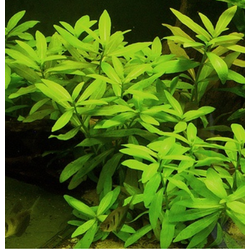 Eg hygrophila polysperma nr55