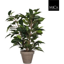 6 stuks! Ficus natasja groen in pot stan grijs d11,5 cm h40xd30 cm Mica Decorations (e)