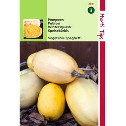 2 stuks - HT Pompoen Vegetable Spaghetti (wintersquash) - Hortitops