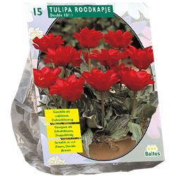 Tulipa Dubbel Roodkapje per 15 bloembollen