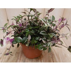 2 stuks! Tradescantia