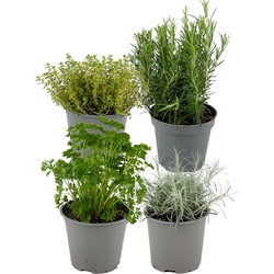 ZynesFlora - Italiaanse Kruidenplanten - 4 Stuks - Ø 12 cm - Hoogte: 12-15 cm - Buitenplant - Kamerplant - Tuinkruiden