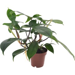 Philodendron 'Florida Groen' - Pot 12cm - Hoogte 20-30cm