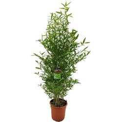 Phyllostachys Bisetti - XL Bamboe 'Bissetii' - Pot 28cm - Hoogte 160-170cm