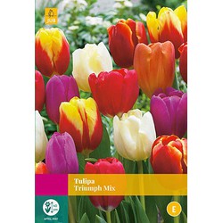 2 stuks - Tulipa Triumph mix 20 bollen