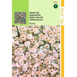 2 stuks - Gypsophila Elegans Diep Rose