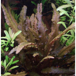 Eg cryptocoryne wendtii brown nr21