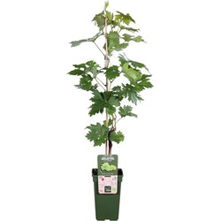 Hello Plants Vitis Vinifera Lakemount Veredelt Pitloze Witte Druiven - Druivenplant - Ø 19 cm - Hoogte: 50 cm