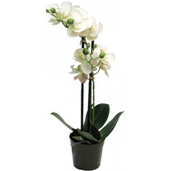 Phalaenopsis Orchidee In Pot 50 cm wit kunstplant