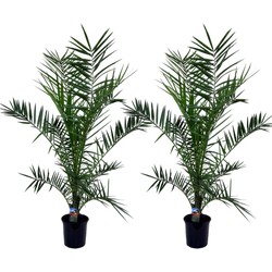 Phoenix Canariensis - Set van 2 - Dadelpalm - Pot 19cm - Hoogte 80-100cm