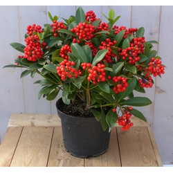 Skimmia mix 50 cm