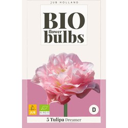 Tulipa dreamer - bio