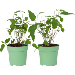 Citroeneucalyptus - Set van 2 - Eucalyptus 'Citriodora' - Hoogte 35-45cm - ⌀15cm