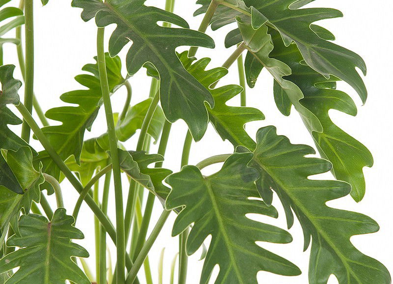 Deze 3 planten zijn perfect voor de badkamer