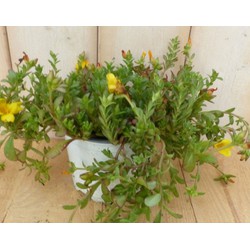 3 stuks! Portulaca eenjarig geel