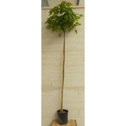Catalpa bungei 250 cm