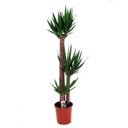 Yucca Elephantipes - Kamerpalm - Pot 27cm - Hoogte 150-170cm
