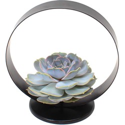 Echeveria Black Metal Ring - succulent in decoratieve metalen ring -20 cm Zwart