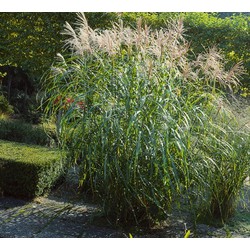 5 stuks - Miscanthus sinensis Silberfeder