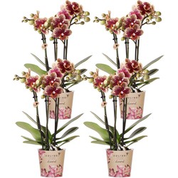 Kolibri Orchids | COMBI DEAL van 4 geel rode phalaenopsis orchideeën - Spain - potmaat Ø9cm | bloeiende kamerplant - vers van de kweker