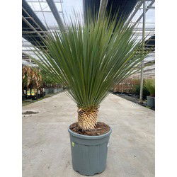 Yucca rostrata 25 liter pot