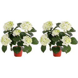 Topart kunstplant met bloemen - 2x - Hortensia - creme wit - H36 cm - Kunstplanten