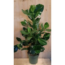 Clusia Rosea Copey 70 cm hoog kamerplant