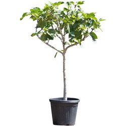 2 stuks! Vijgenboom 10/12 cm Ficus carica 137,5 cm boom