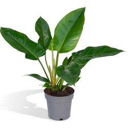 Hello Plants Philodendron Imperial Green Kamerplant - Ø 19 cm - Hoogte: 65 cm