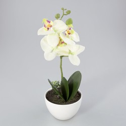 Orchidee in kunststof pot groen M