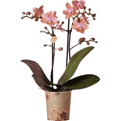 Kolibri Orchids | Phalaenopsis orchidee potmaat Ø9cm | Fragrance Roze