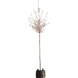 2 stuks! Japanse sierkers Autumnalis Rosea Prunus subh. Autumnalis Rosea h 250 cm st. omtrek 8 cm boom