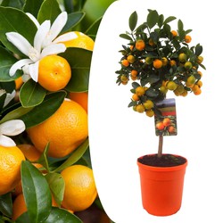 Citrus Calamondin - Citrusboom - Pot 19cm - Hoogte 55-65cm