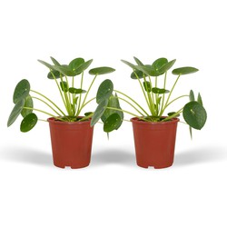 Hello Plants Pilea Peperomiodes Pannekoekenplant - 2 Stuks - Ø 12 cm - Hoogte: 20 cm
