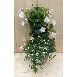 Rieten plantenbak Dipladenia Mandevilla Sundaville wit met zomerbloeiers mix h70 cm