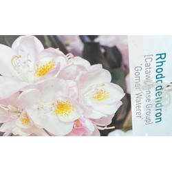 Rhododendron Gomer Waterer - Warentuin Natuurlijk