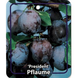 Prunus Domestica President - Oosterik Home