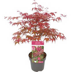 Hello Plants Acer Palmatum Beni-Maiko Japanse Esdoorn - Struik, Sierheester - Ø 19 cm - Hoogte: 40 cm