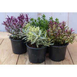 Hebe vaste plant groen met mix variante