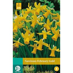 5 stuks - Narcissus February Gold 4 bollen