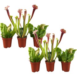 Sarracenia purpurea - Vleesetende plant - Set van 6 - Pot 5,5cm - Hoogte 10-15cm