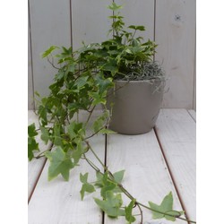 Klimop Hedrea bont taupe pot 25 cm - Warentuin Natuurlijk