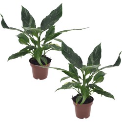 Spathiphyllum Diamond - Set van 2 - Luchtzuiverend - Pot 12cm - Hoogte 40-50cm