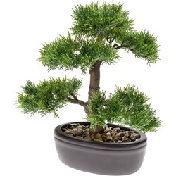 Seidenpflanze Bonsai Cedar Kunstpflanze Kollektion - Driesprong Collection