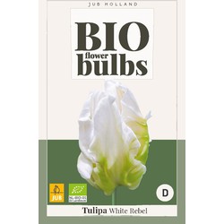 Tulipa White Rebel - bio