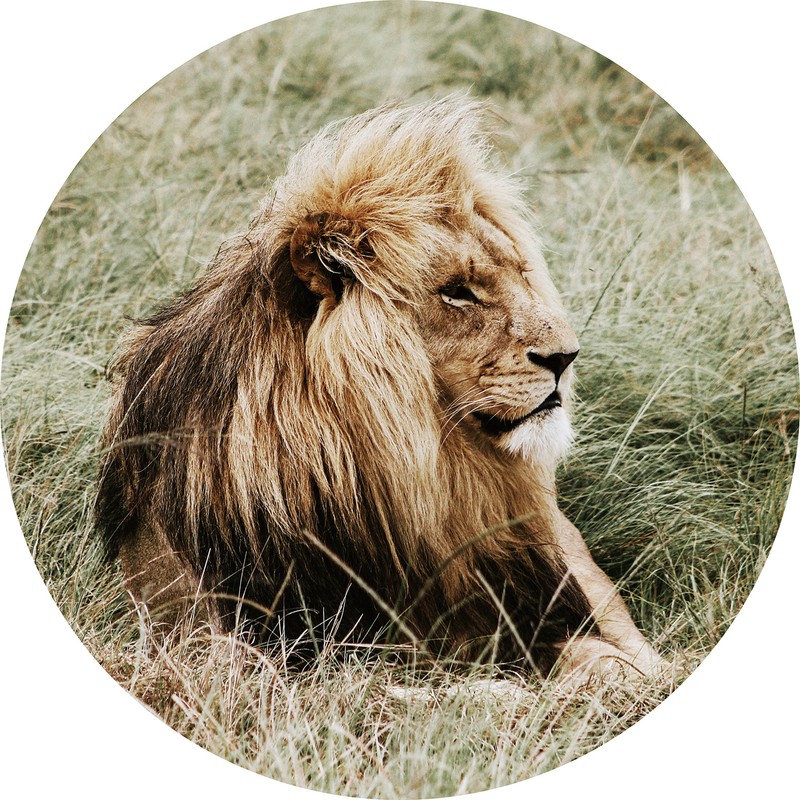Rustende leeuw - Rond glasschilderij - 