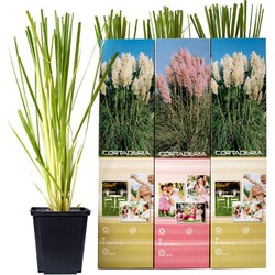 Pampasgras x 6 (wit+roze) - Cortaderia set - 3x wit, 3x roze - 30-40 cm